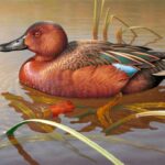Best Duck Stamps