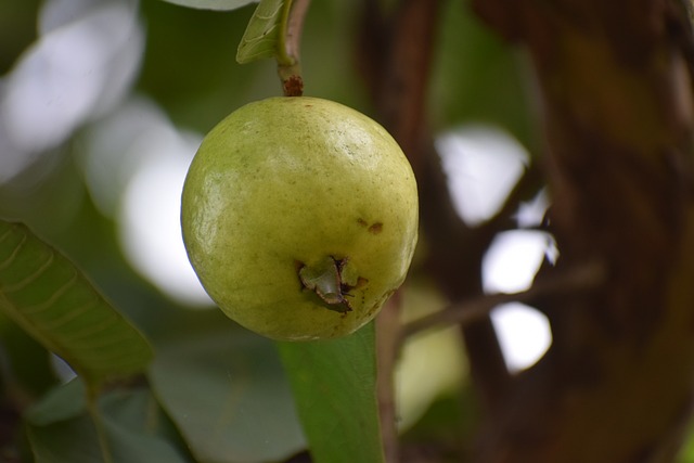 benefits of guava