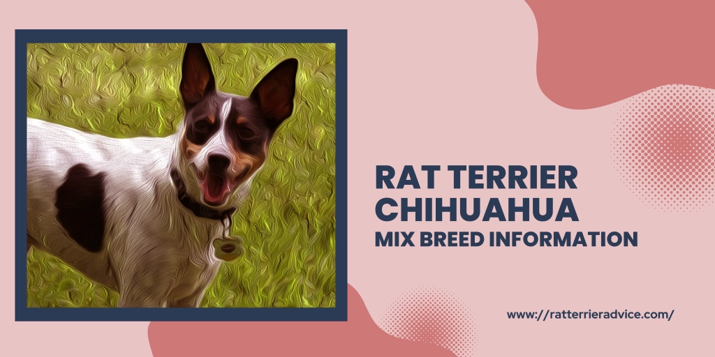 Discover the Lively and Loyal Rat Terrier Beagle Mix